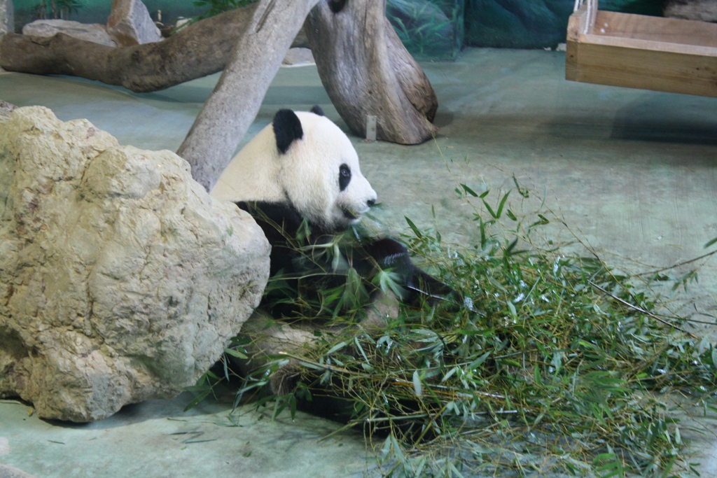 Exploring Taipei Zoo: A Must-Visit for Animal&nbsp;Lovers