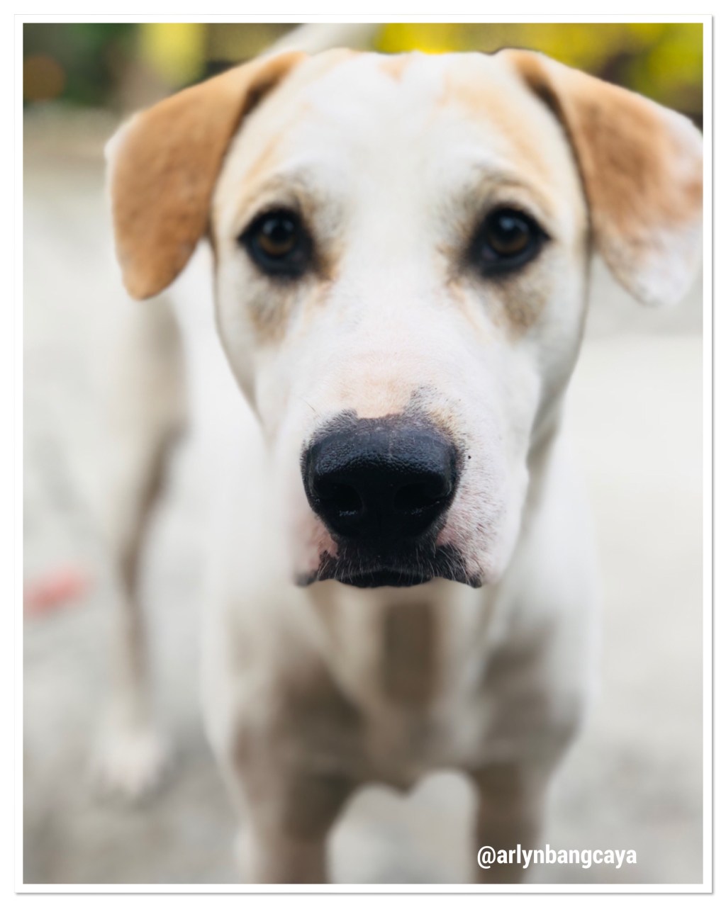 Portrait of a&nbsp;Mongrel