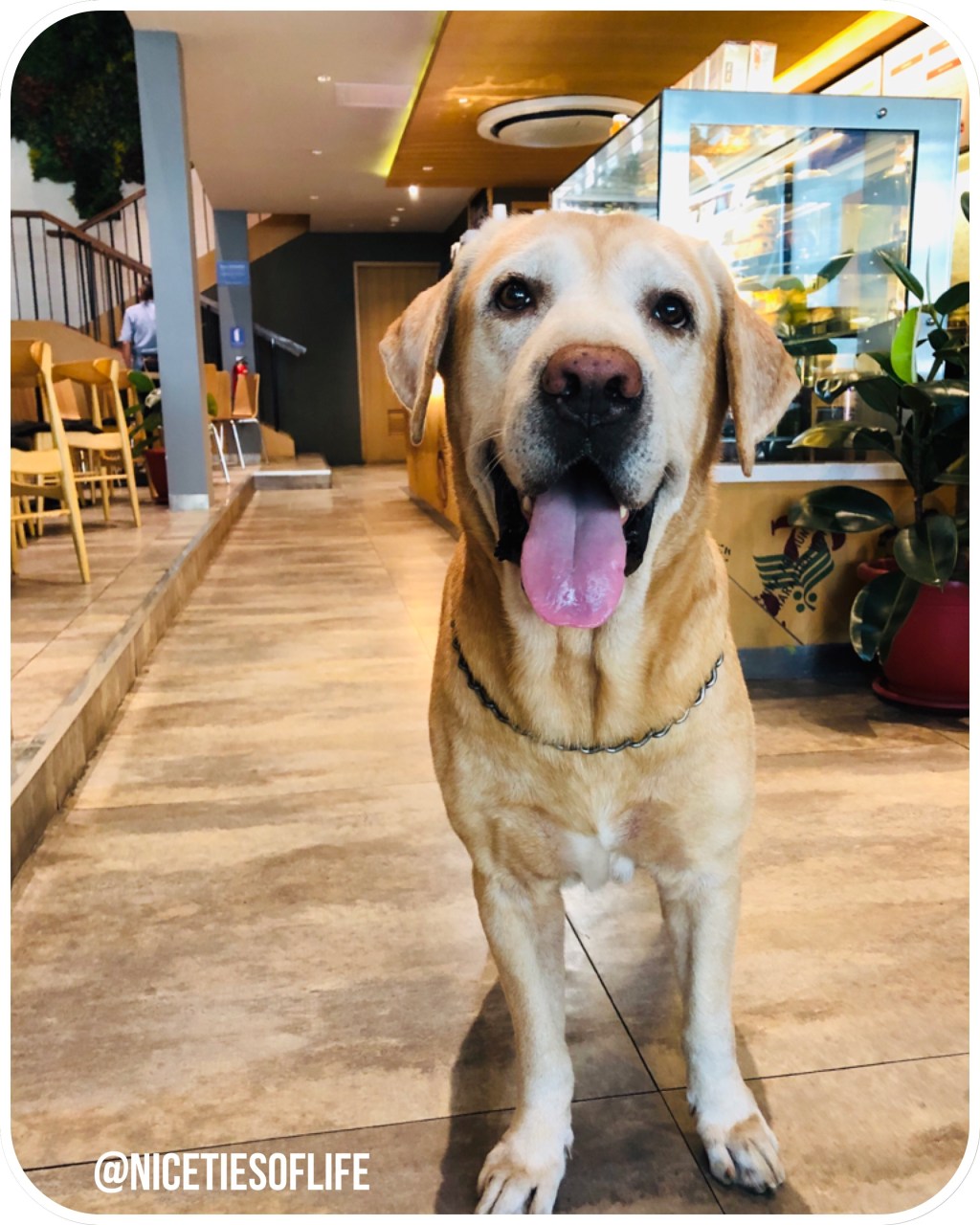 I need a lab&nbsp;love