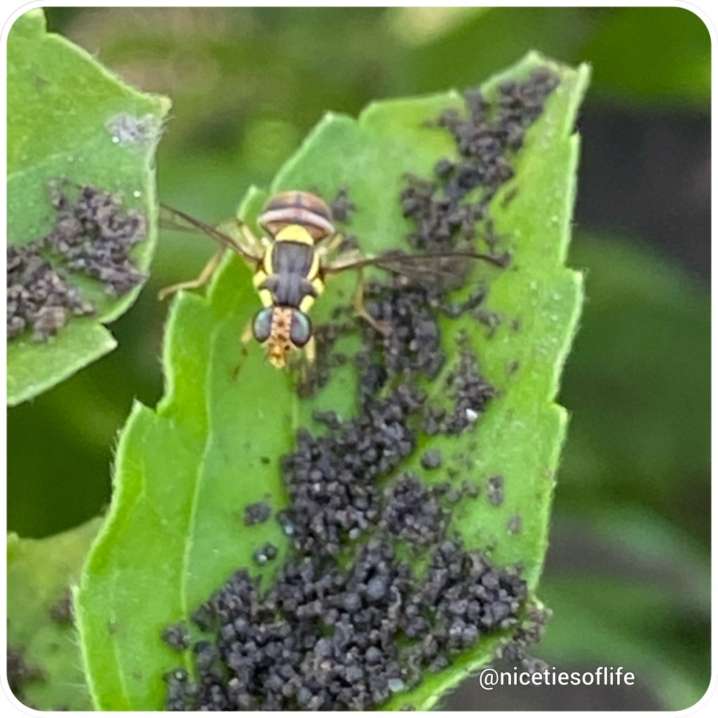 Taal Volcano Eruption x IPhone 11&nbsp;Pro
