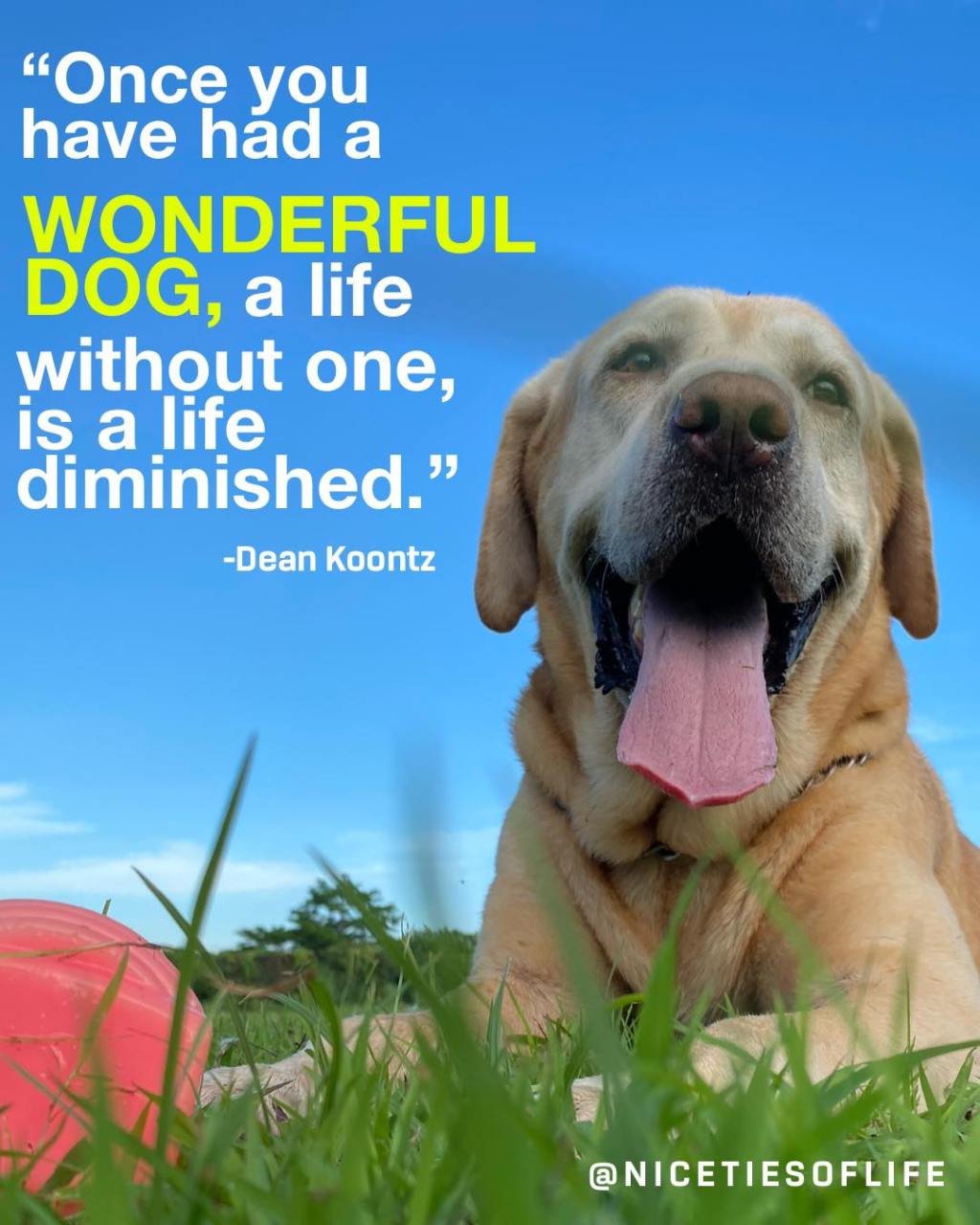 DOG QUOTES and LIFE&nbsp;LESSONS