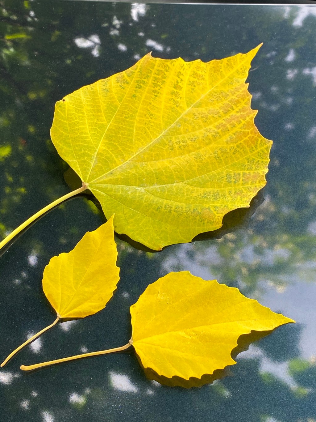 Haiku 03- Green&nbsp;Leaf