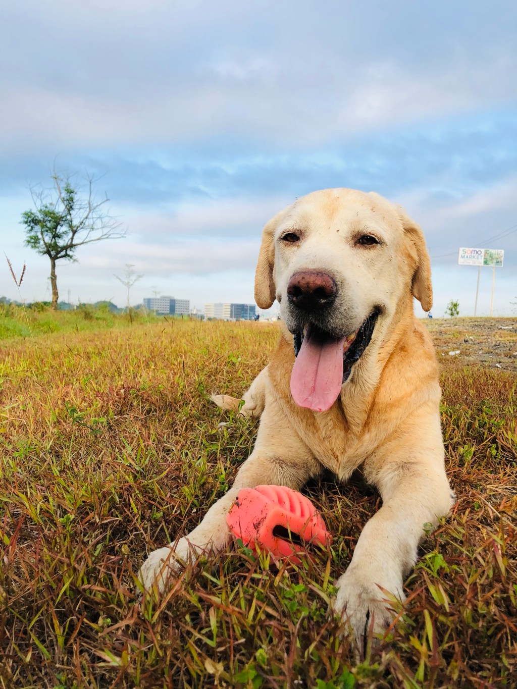 Life Lessons Learned from Growing Up with Dogs