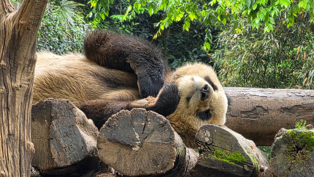 Panda Valley Adventures: Laughs, Naps, and&nbsp;Nature