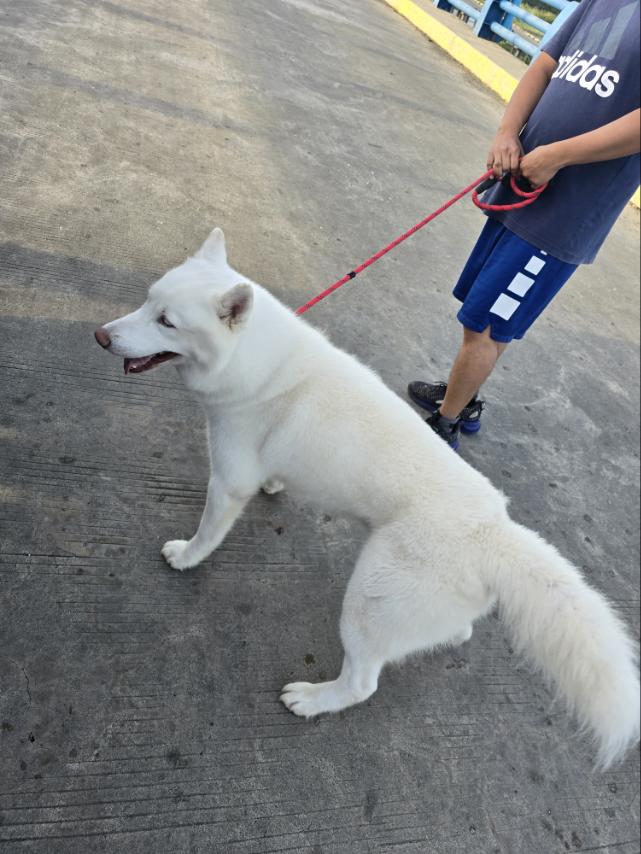 A person holding a red leash attached to a friendly white dog, walking on a concrete surface.
